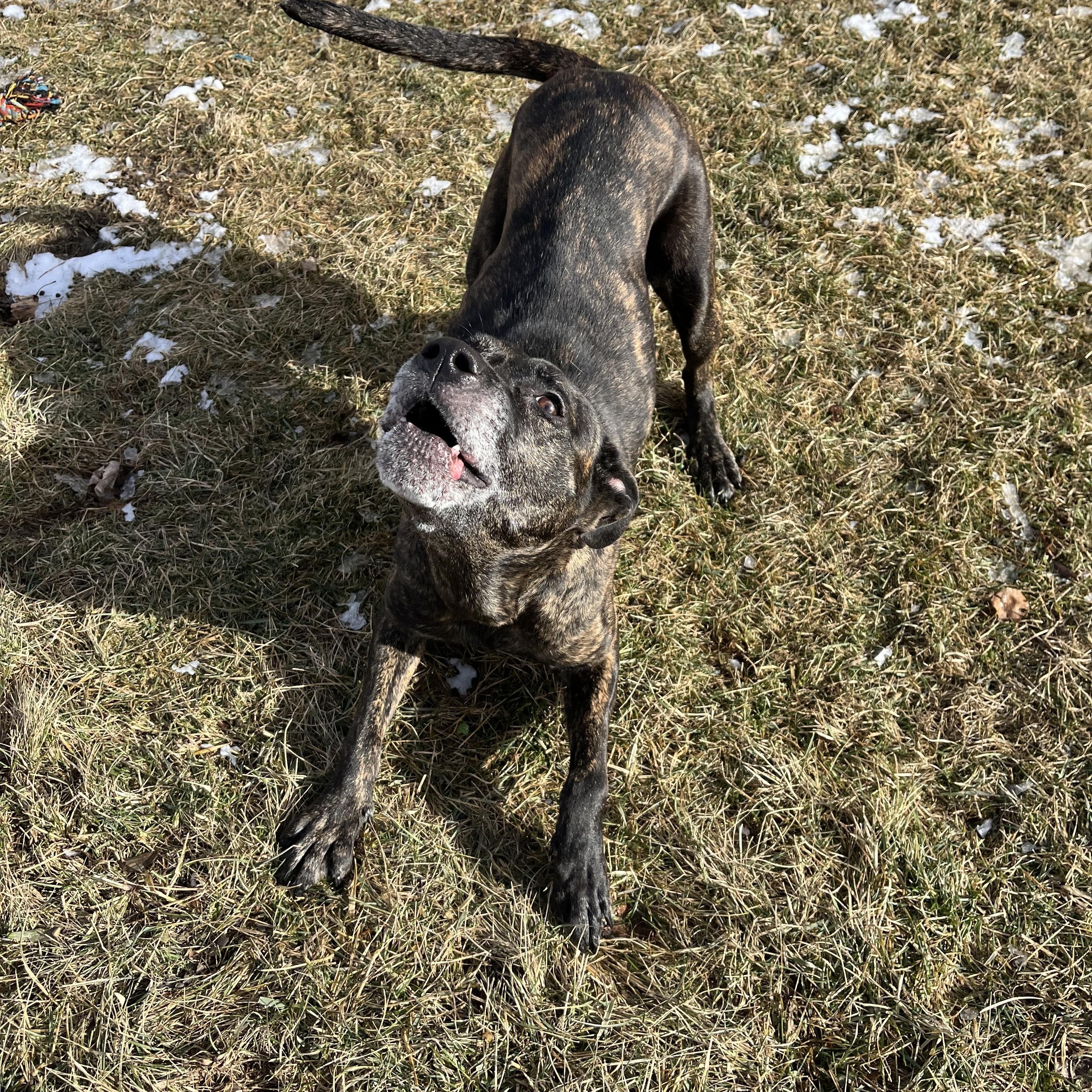 Fantasia, a Adoptable mixed breed in Cedar Rapids, IA image 2/4