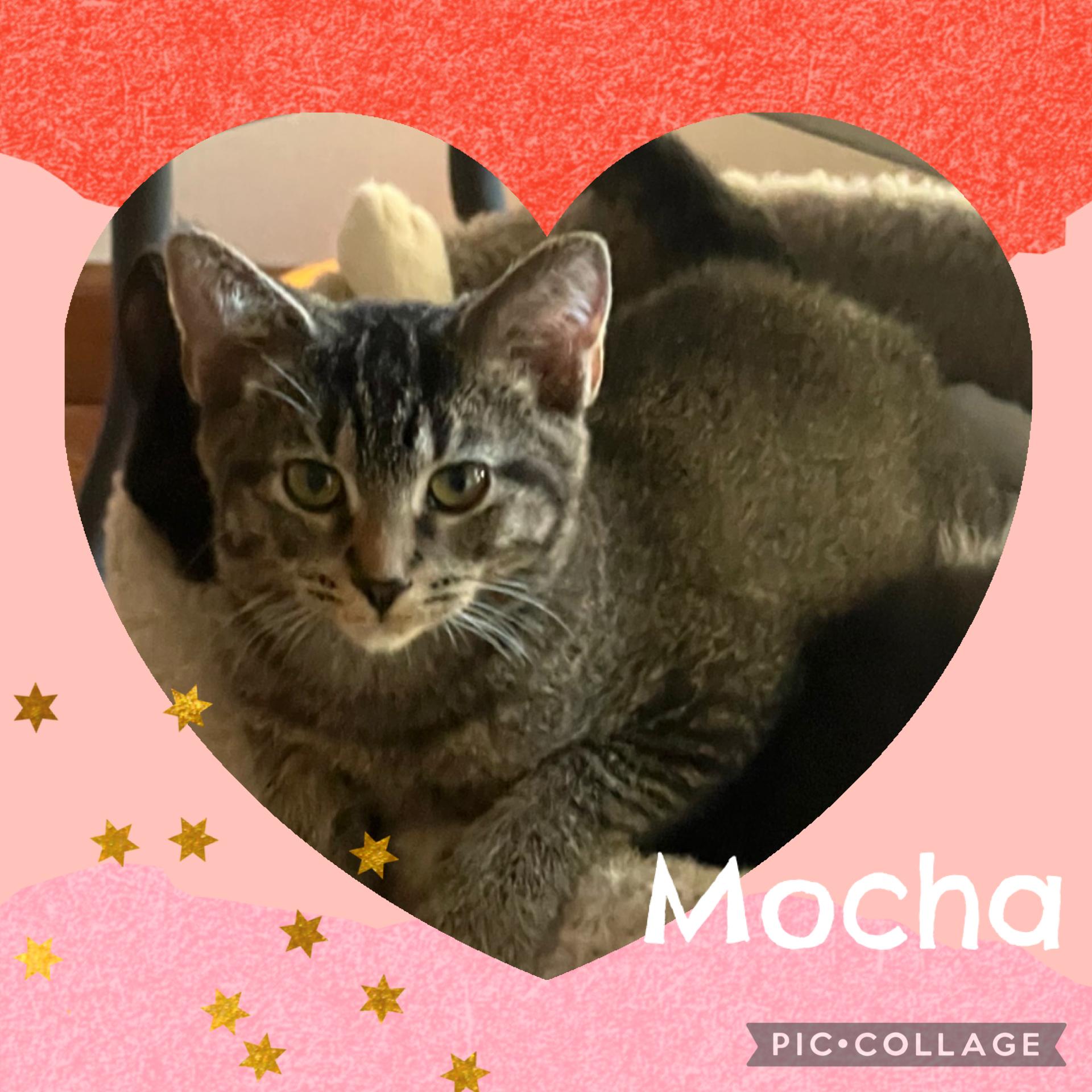 Enlarge Mocha, an adopted Domestic Short Hair in Williamsville, NY image 1/1