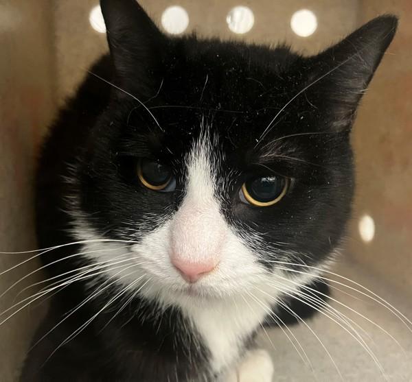 Enlarge Azure, a Adoptable mixed breed in Staten Island, NY image 1/1