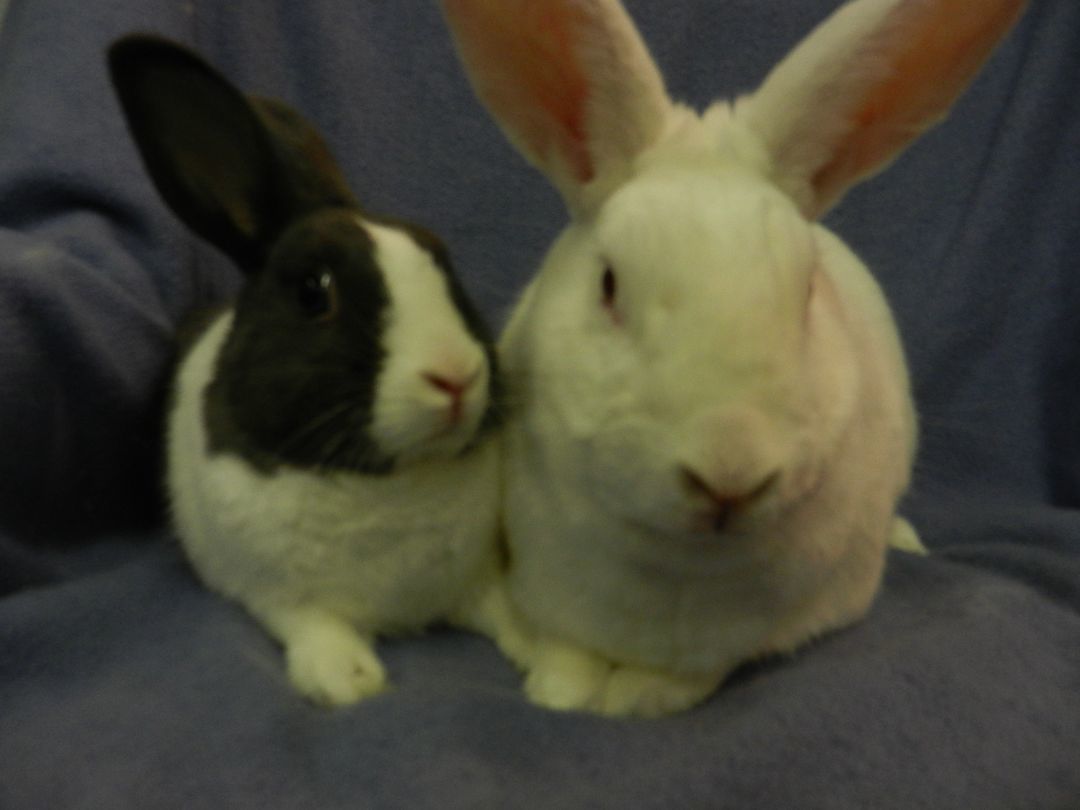 Cupid and Psyche, Adoptable, Adult Male New Zealand & Dutch.