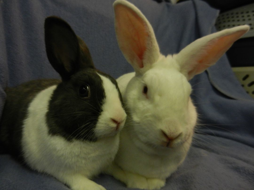 Cupid and Psyche, a Adoptable mixed breed in Plymouth, MI image 2/8