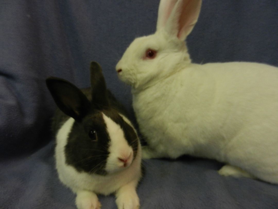 Cupid and Psyche, a Adoptable mixed breed in Plymouth, MI image 3/8