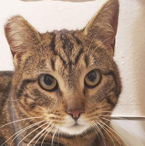 Enlarge WOODSY, an adopted Domestic Short Hair in Sequim, WA image 1/3