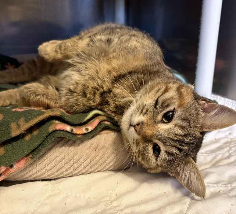 Enlarge WOODSY, an adopted Domestic Short Hair in Sequim, WA image 2/3