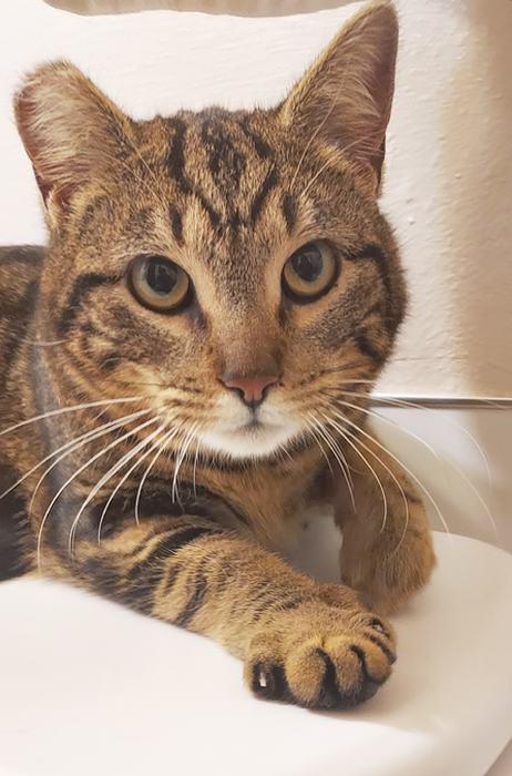 Enlarge WOODSY, an adopted Domestic Short Hair in Sequim, WA image 3/3