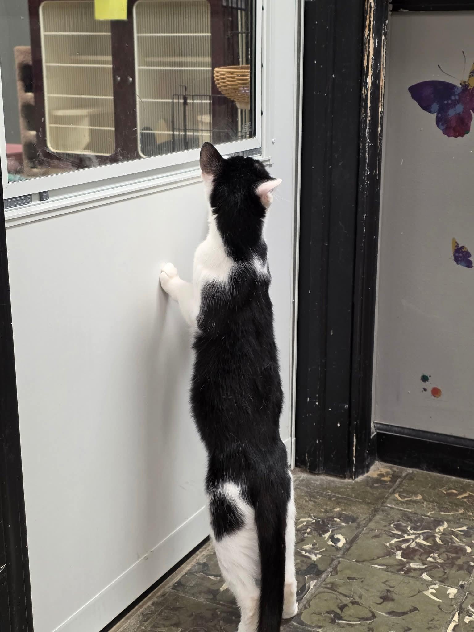 Yeva, a Adoptable Domestic Short Hair in Hamburg, NY image 2/3