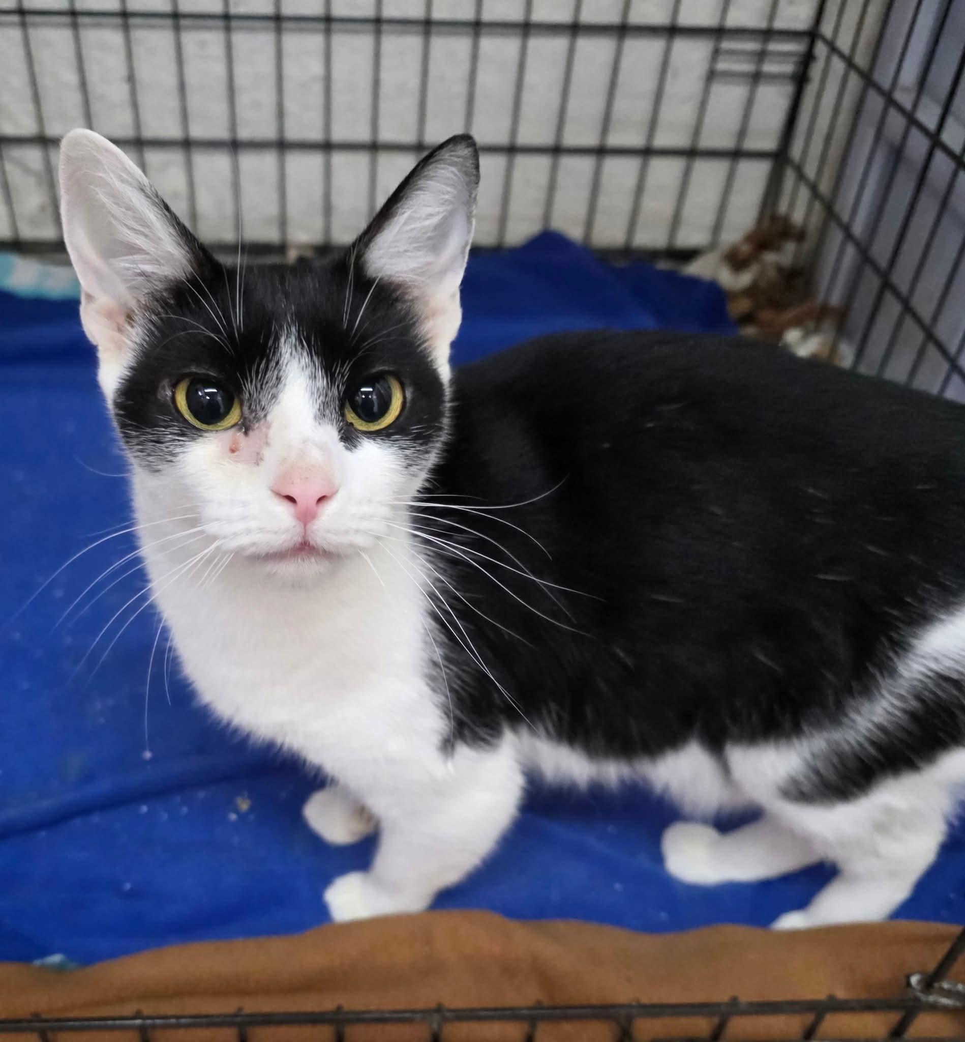 Yeva, a Adoptable Domestic Short Hair in Hamburg, NY image 1/3