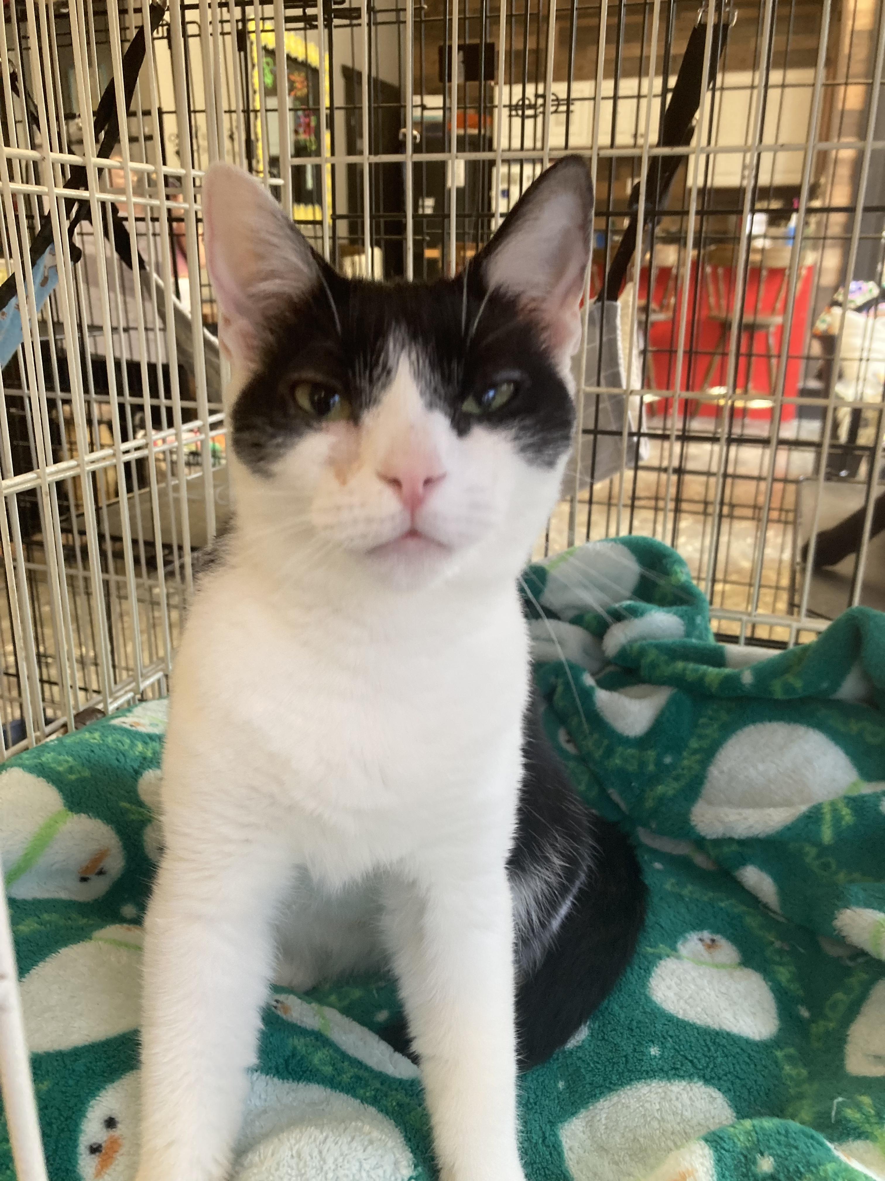 Yeva, a Adoptable Domestic Short Hair in Hamburg, NY image 3/3