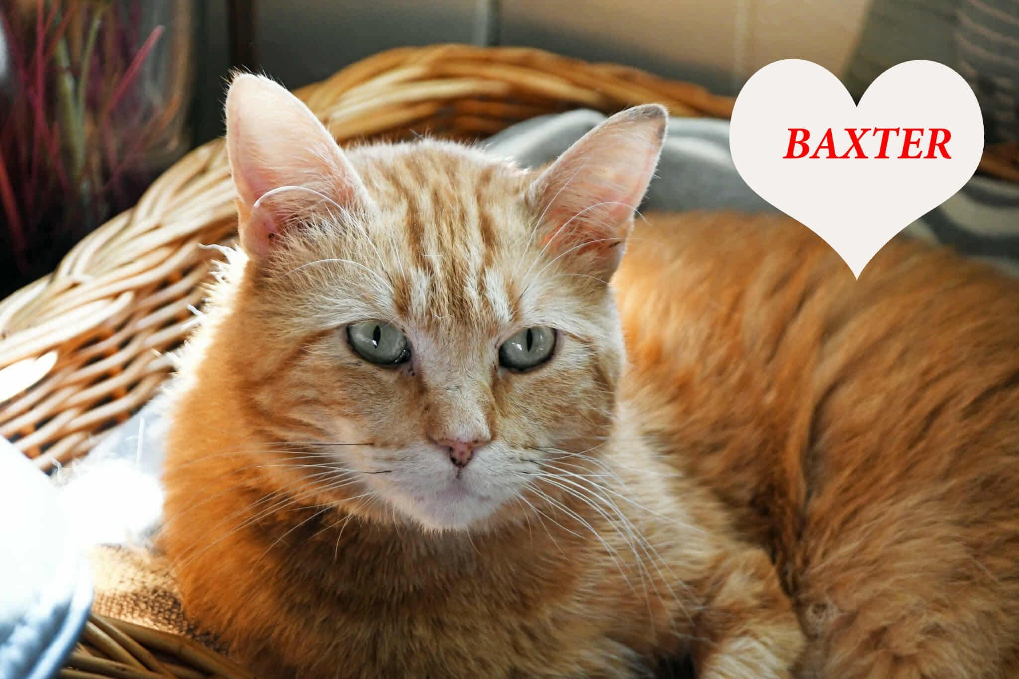 Enlarge Baxter, a Adoptable American Shorthair in Johnstown, NY image 5/5