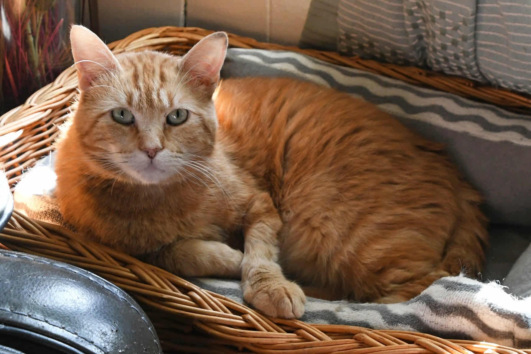 Enlarge Baxter, a Adoptable American Shorthair in Johnstown, NY image 1/5
