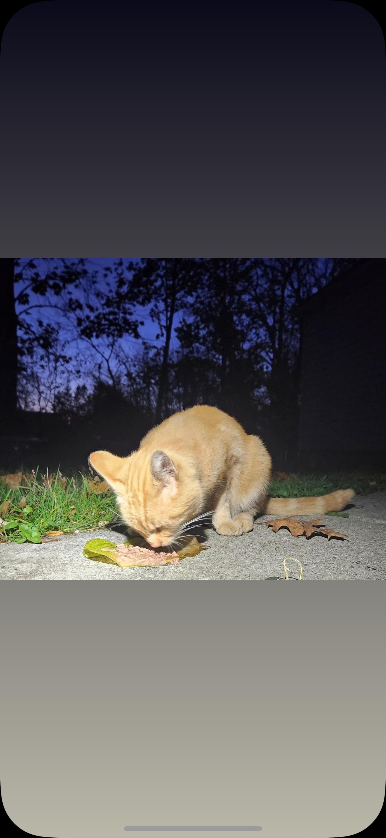 Enlarge Baxter, a Adoptable American Shorthair in Johnstown, NY image 4/5