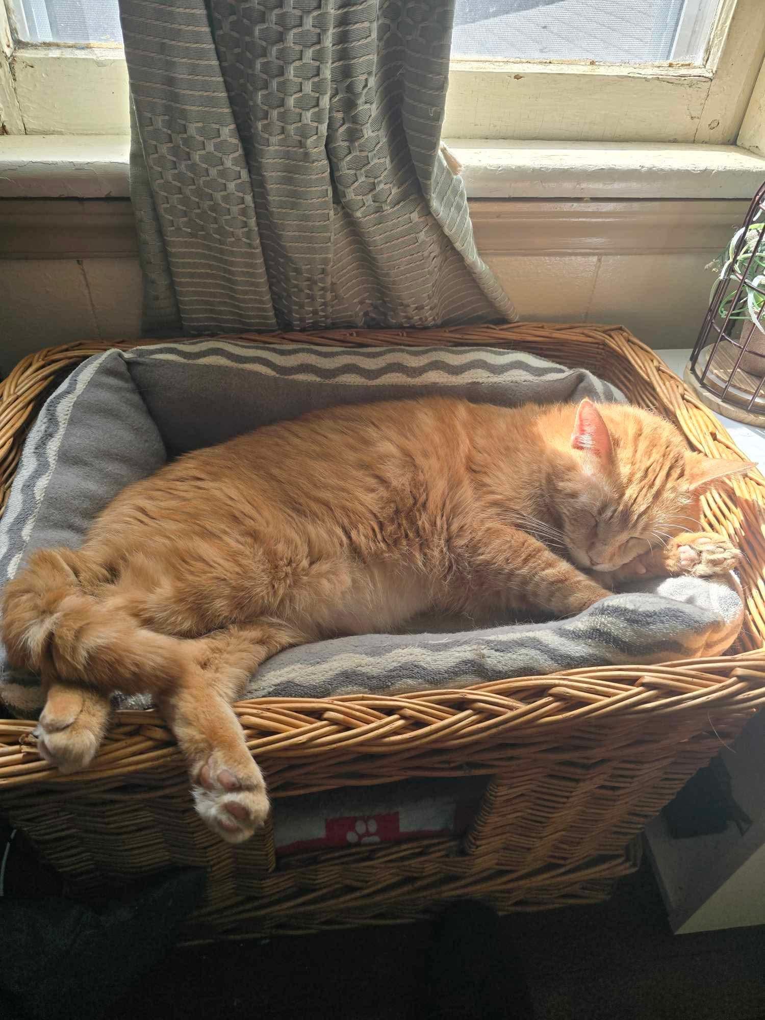 Enlarge Baxter, a Adoptable American Shorthair in Johnstown, NY image 2/5