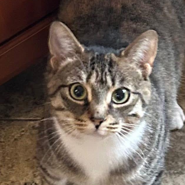 SHAYLA, Adoptable, Adult Female Torbie.
