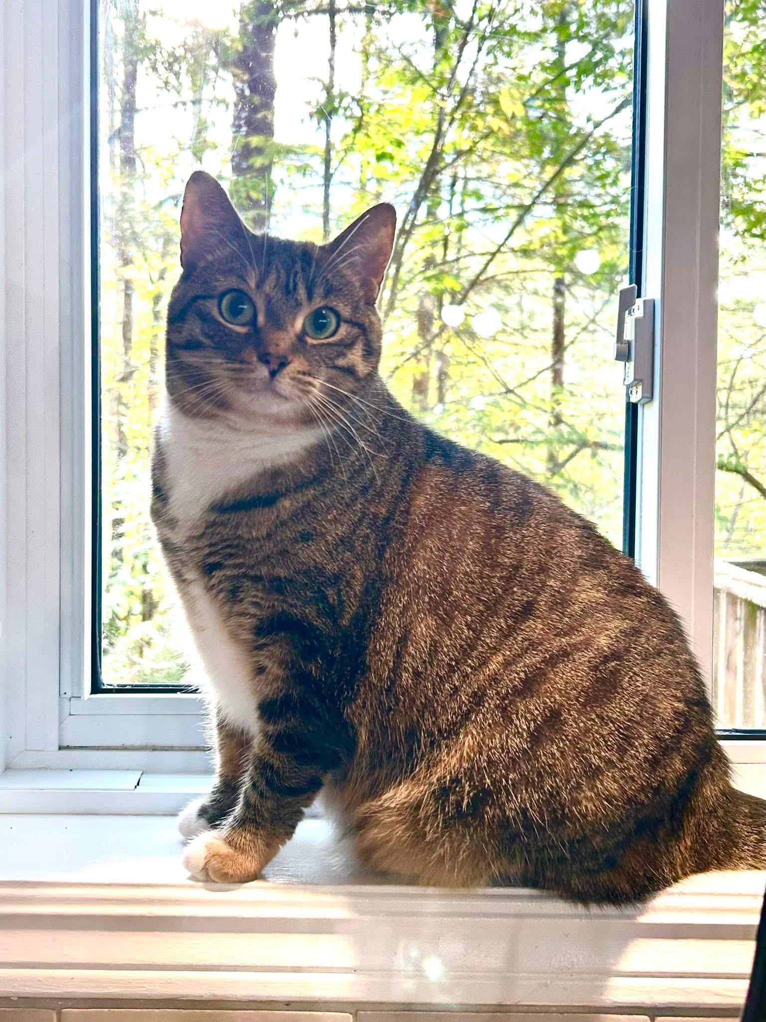 Enlarge SHAYLA, a Adoptable Torbie in Delhi, ON image 3/6