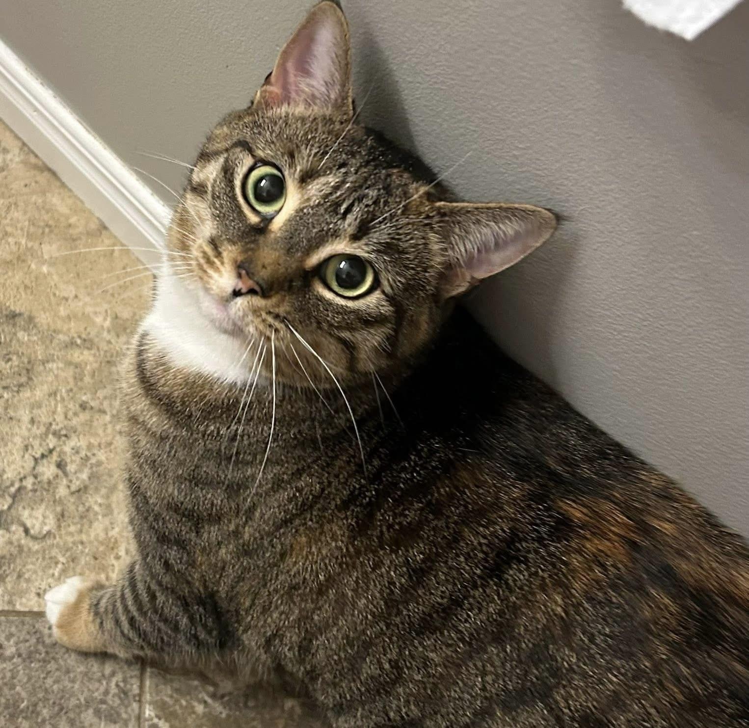 Enlarge SHAYLA, a Adoptable Torbie in Delhi, ON image 4/6