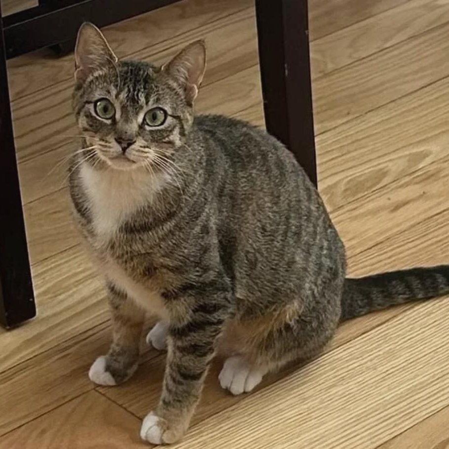 Enlarge SHAYLA, a Adoptable Torbie in Delhi, ON image 1/6