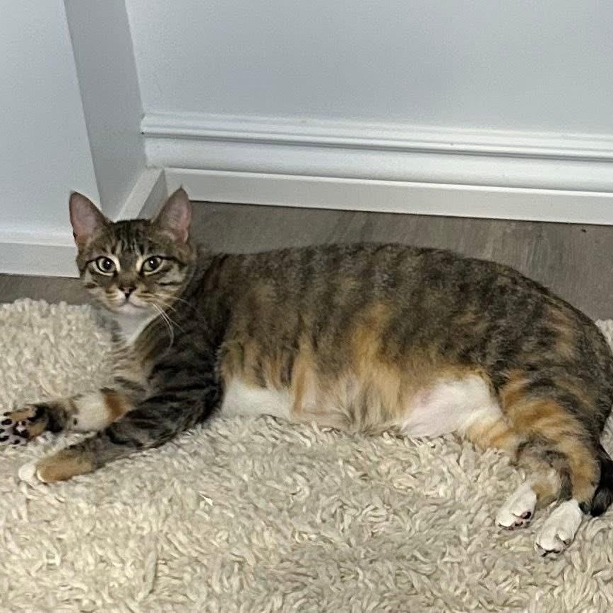 Enlarge SHAYLA, a Adoptable Torbie in Delhi, ON image 5/6