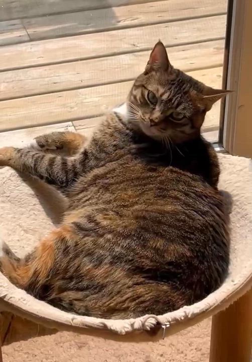 Enlarge SHAYLA, a Adoptable Torbie in Delhi, ON video 6/6