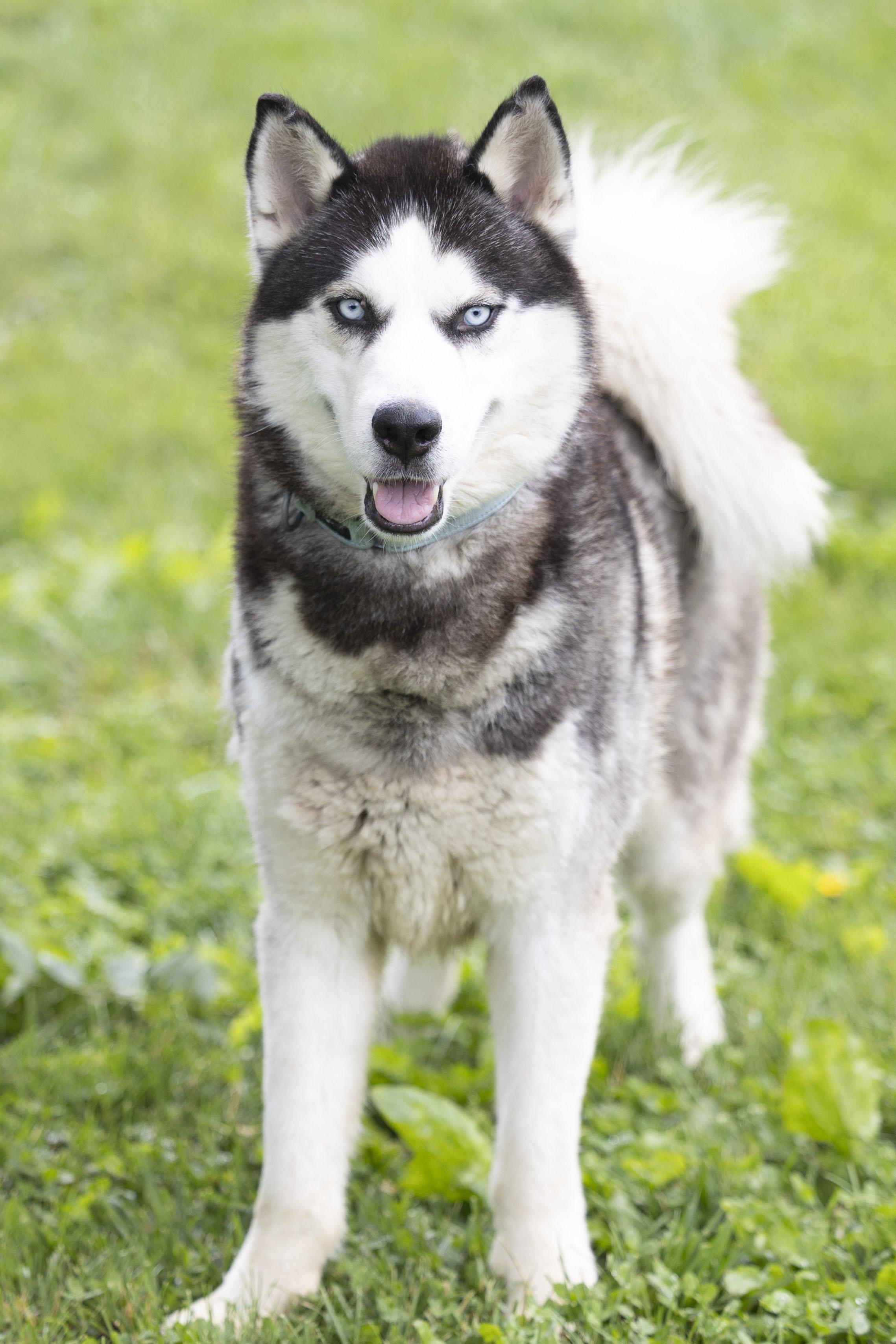 Apollo, a Adoptable mixed breed in Bedford, IN image 1/3