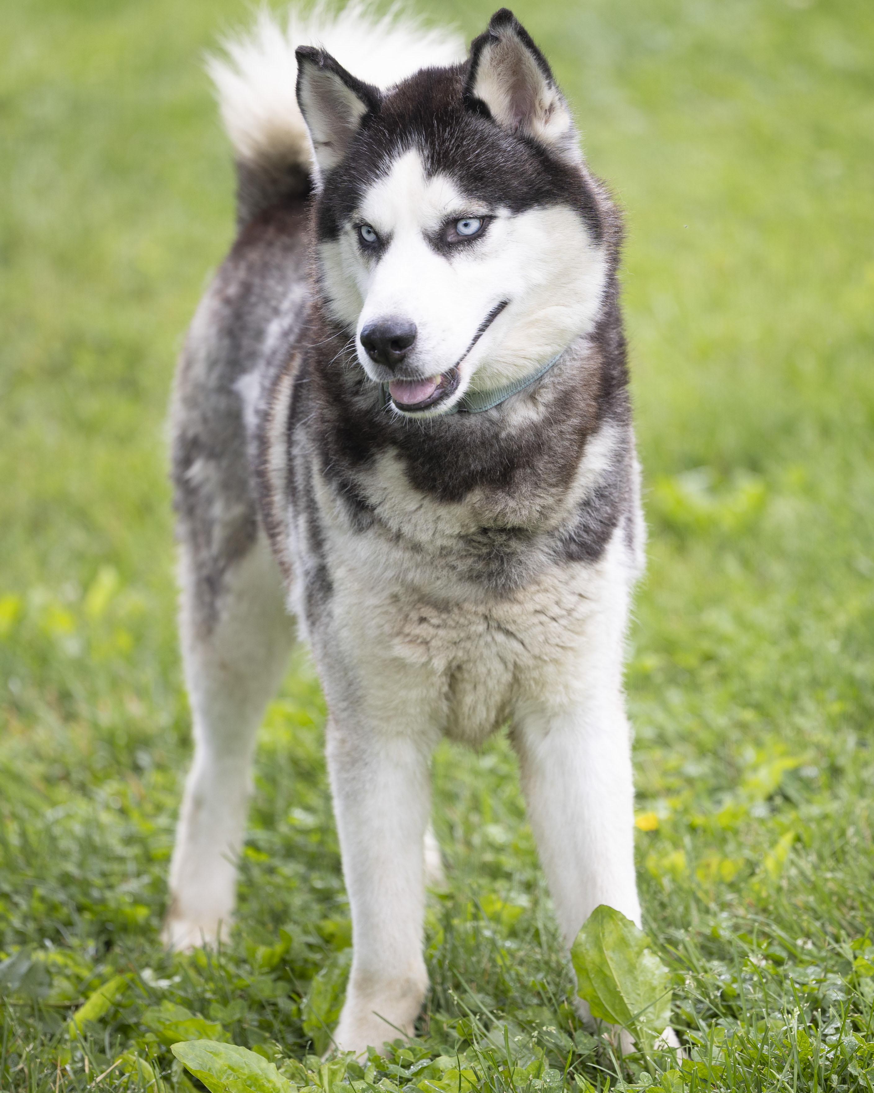 Apollo, a Adoptable mixed breed in Bedford, IN image 2/3