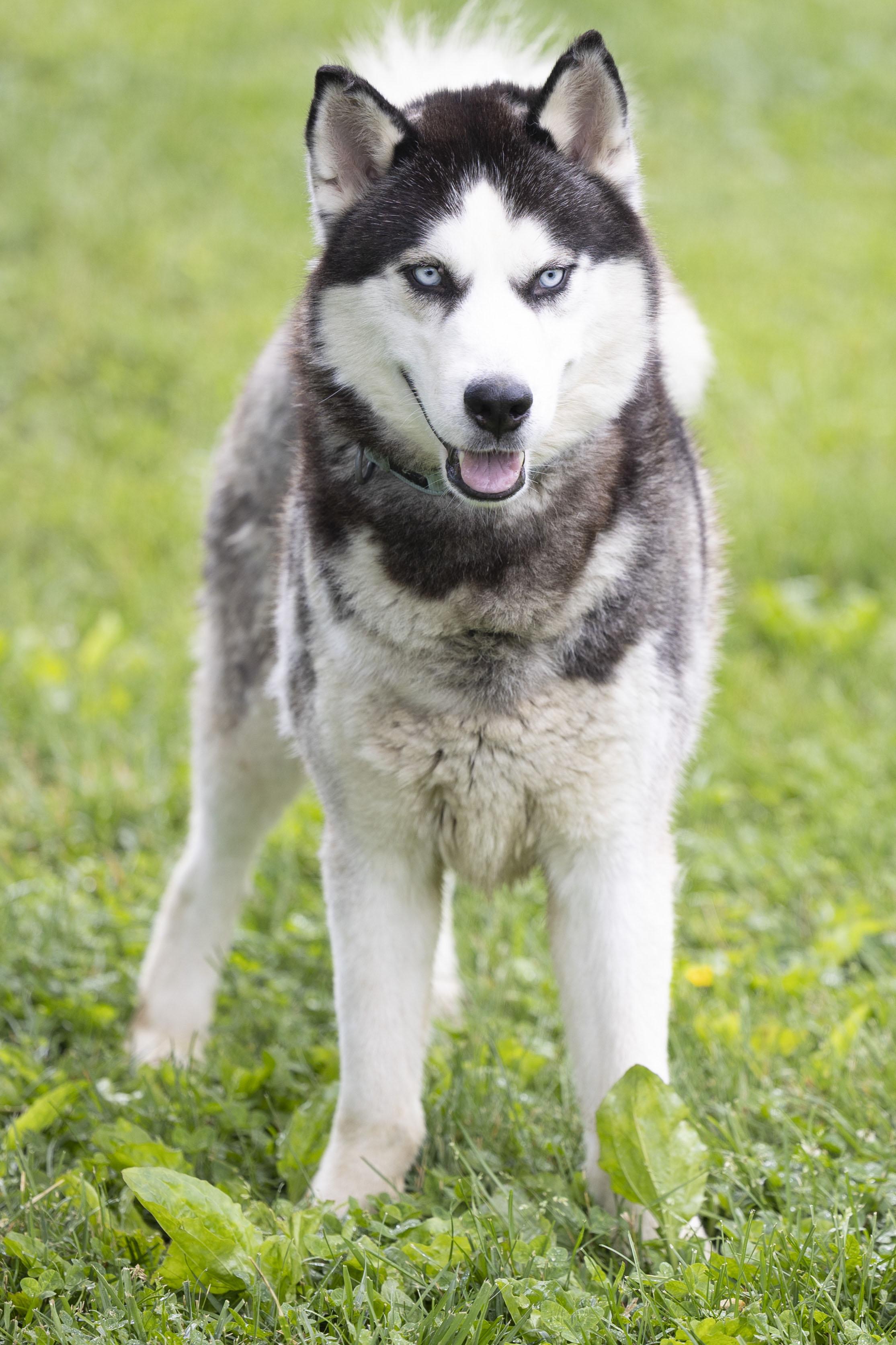 Apollo, a Adoptable mixed breed in Bedford, IN image 3/3