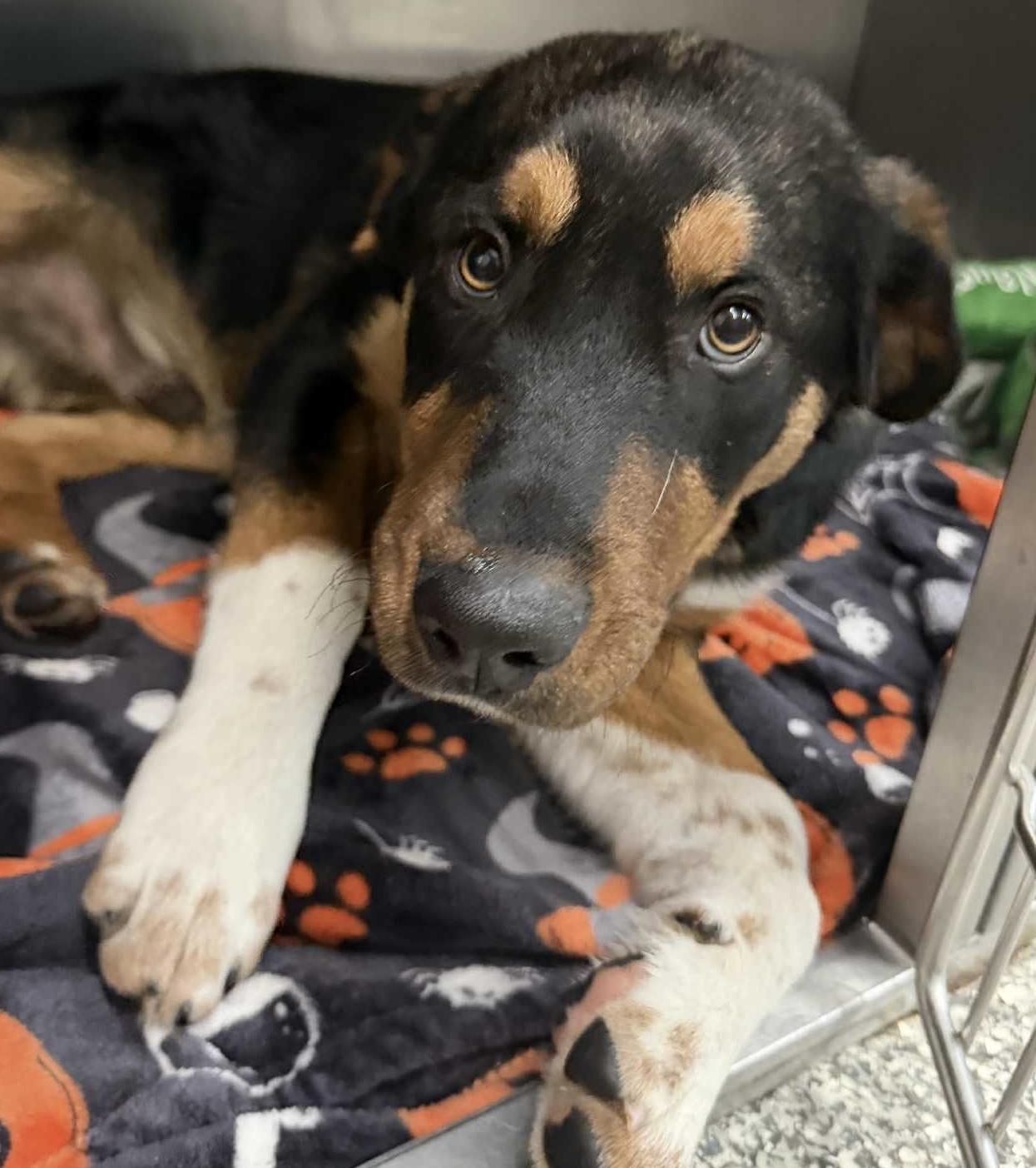 Dezi, ADOPTABLE, Puppy Male Hound.