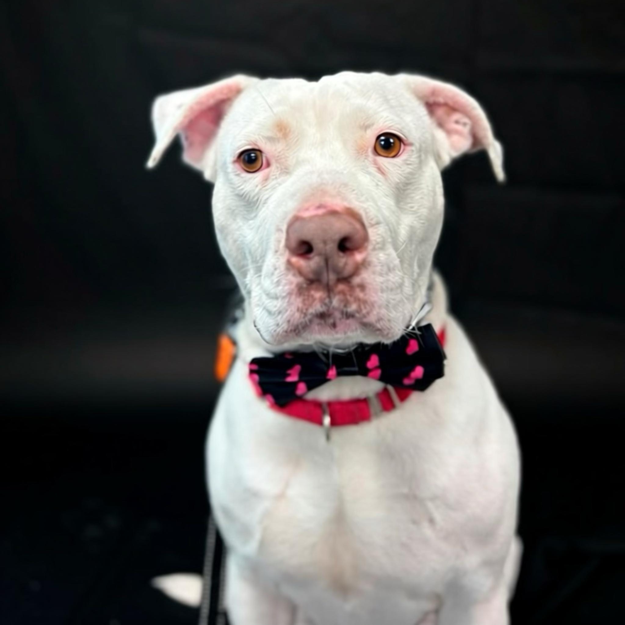 Enlarge Luna, a Adoptable mixed breed in Pembroke, MA image 4/4