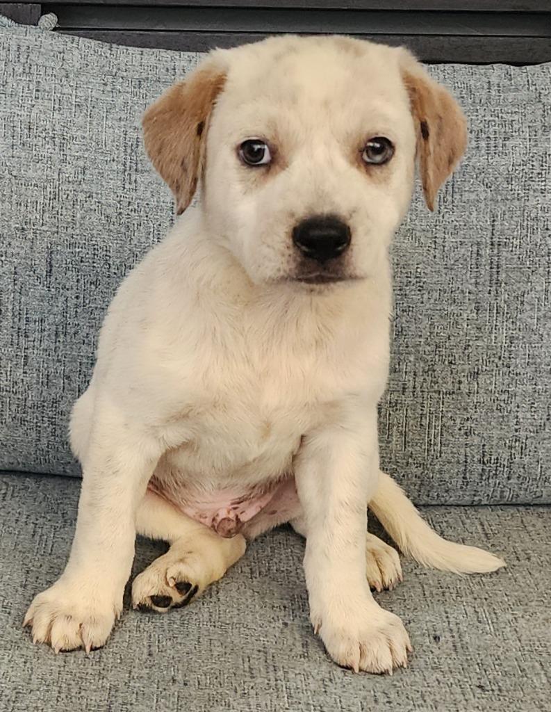 Zircon, Adoptable, Puppy Male Australian Shepherd.