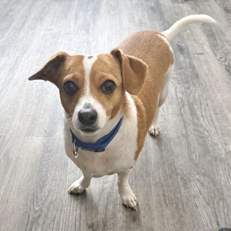 Pete, adoptable, Adult Male Chihuahua & Dachshund.