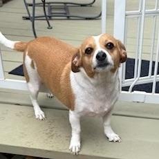 Enlarge Pete, an adoptable mixed breed in Helena, AL image 2/3