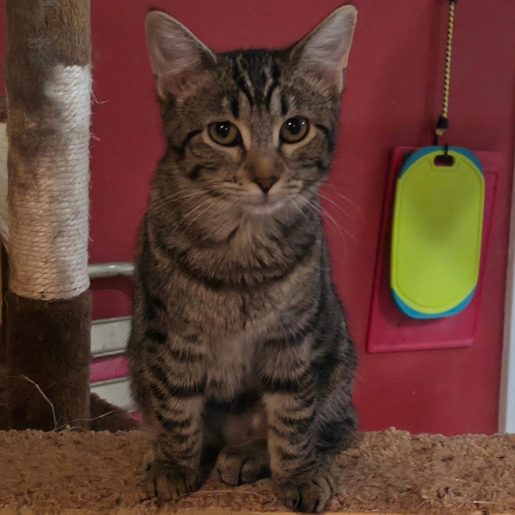 Riley, a Adoptable Domestic Short Hair in Kansas City, MO image 2/4