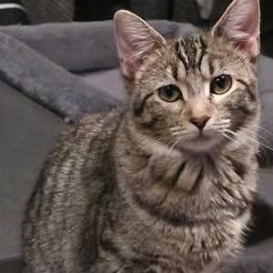 Riley, a Adoptable Domestic Short Hair in Kansas City, MO image 3/4