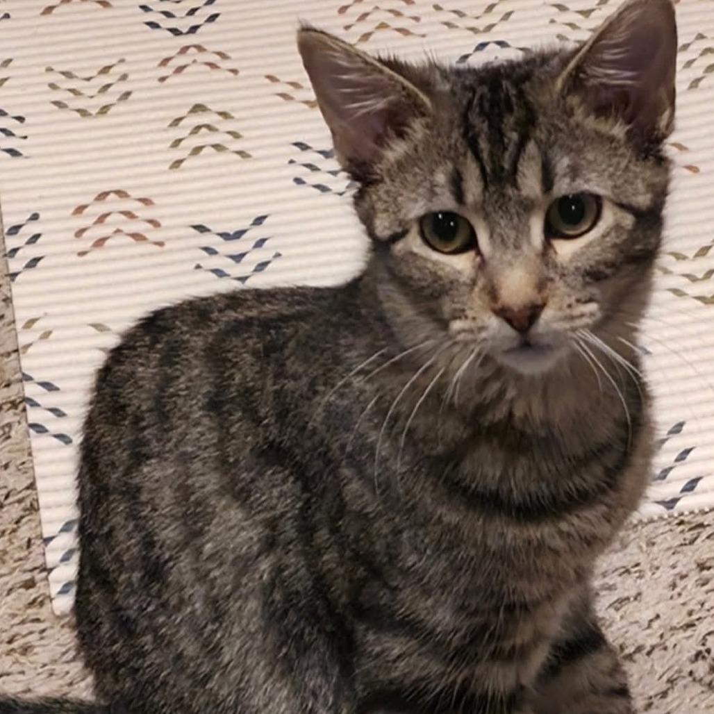 Riley, a Adoptable Domestic Short Hair in Kansas City, MO image 4/4