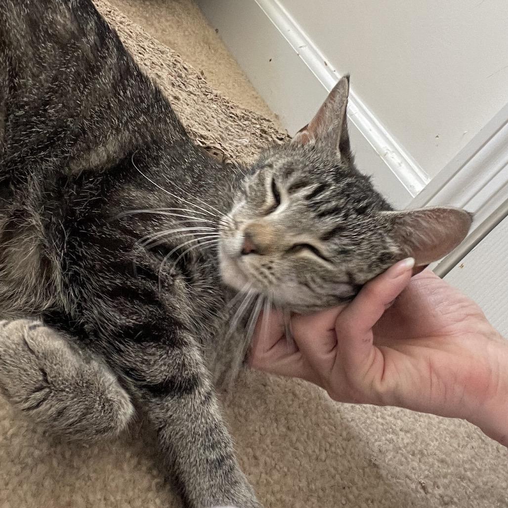 Enlarge Sunshine, a Adoptable Domestic Short Hair in Springboro, OH image 1/4