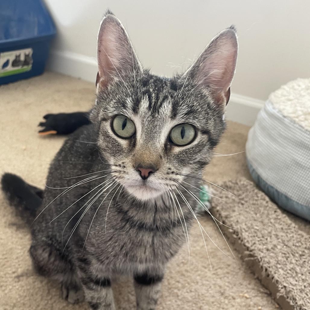 Enlarge Sunshine, a Adoptable Domestic Short Hair in Springboro, OH image 2/4