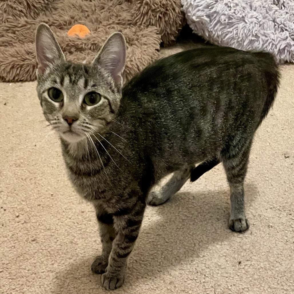 Enlarge Sunshine, a Adoptable Domestic Short Hair in Springboro, OH image 4/4