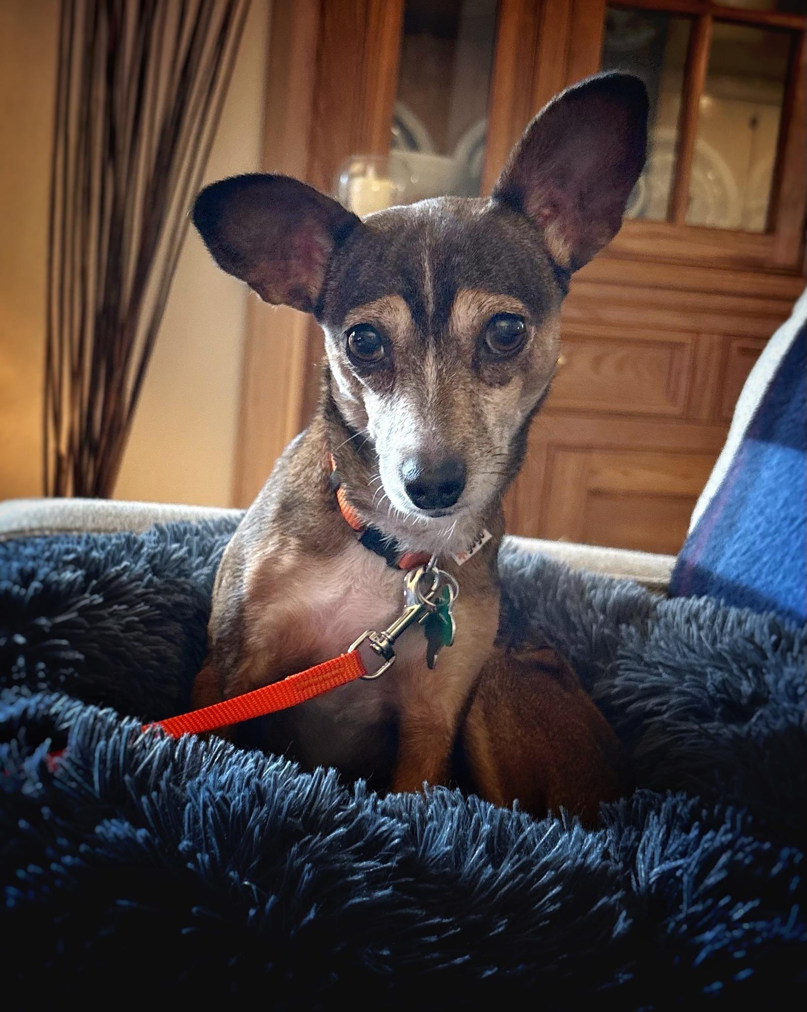 Enlarge Mouse, a ADOPTABLE mixed breed in Eugene, OR image 2/4