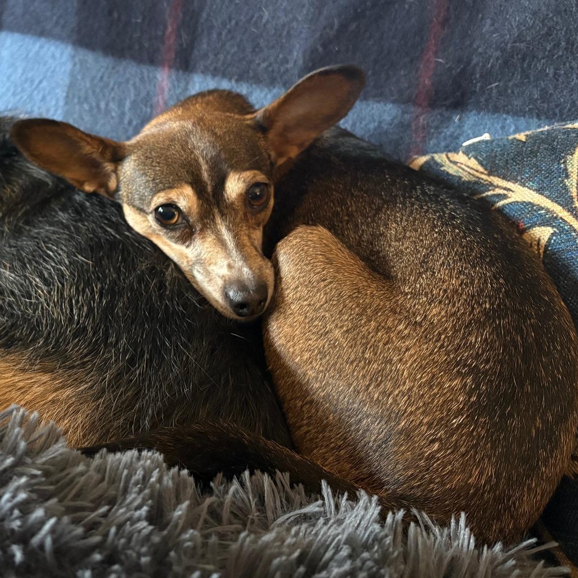 Enlarge Mouse, a ADOPTABLE mixed breed in Eugene, OR image 3/4