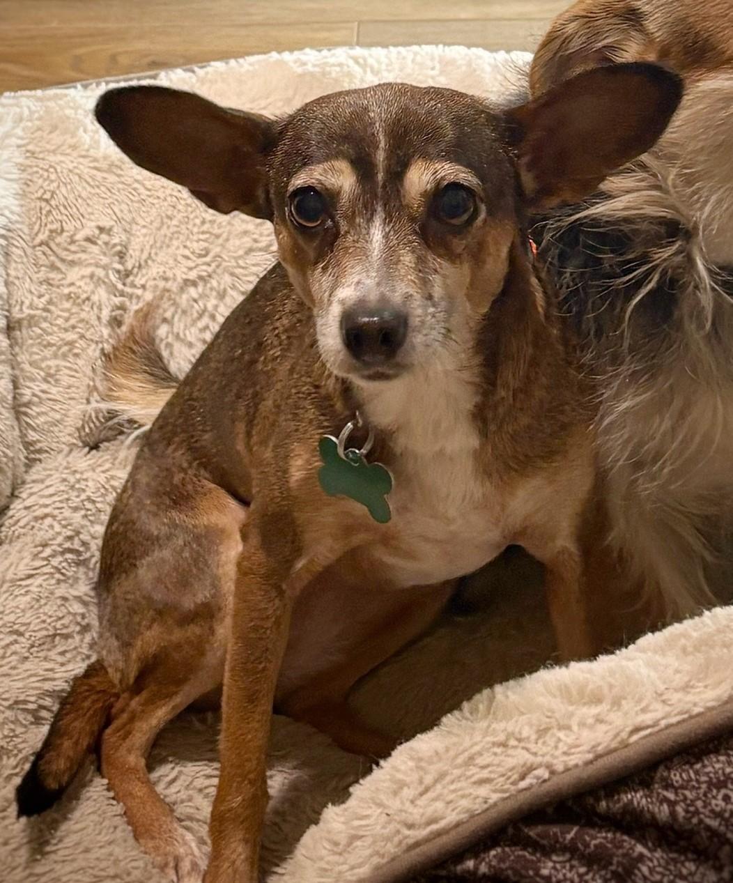 Mouse, ADOPTABLE, Adult Female Chihuahua.