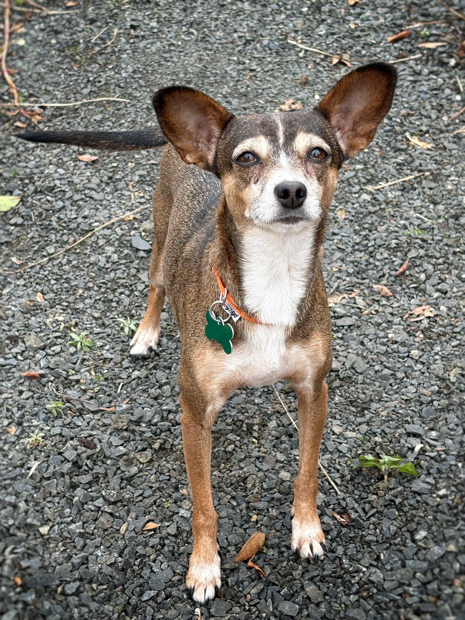 Enlarge Mouse, a ADOPTABLE mixed breed in Eugene, OR image 4/4