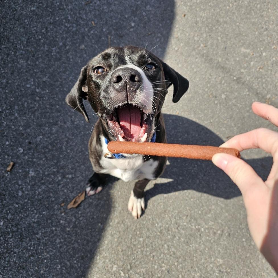 Cosmo IV 26-002, Adoptable, Young Male Hound & Mixed Breed.