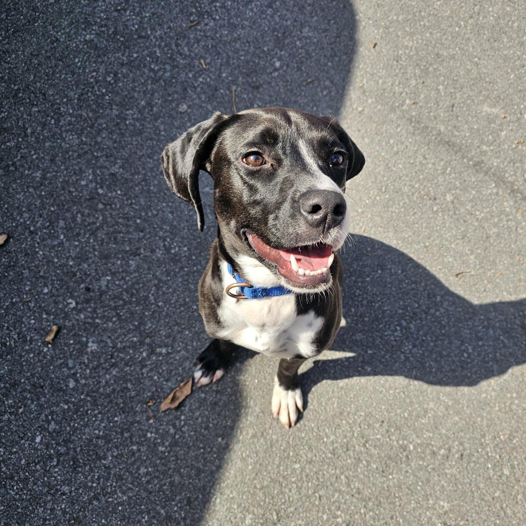 Enlarge Cosmo IV 26-002, a Adoptable mixed breed in Little Rock, AR image 2/6