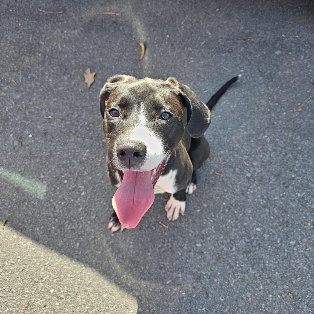 Enlarge Cosmo IV 26-002, a Adoptable mixed breed in Little Rock, AR image 3/6