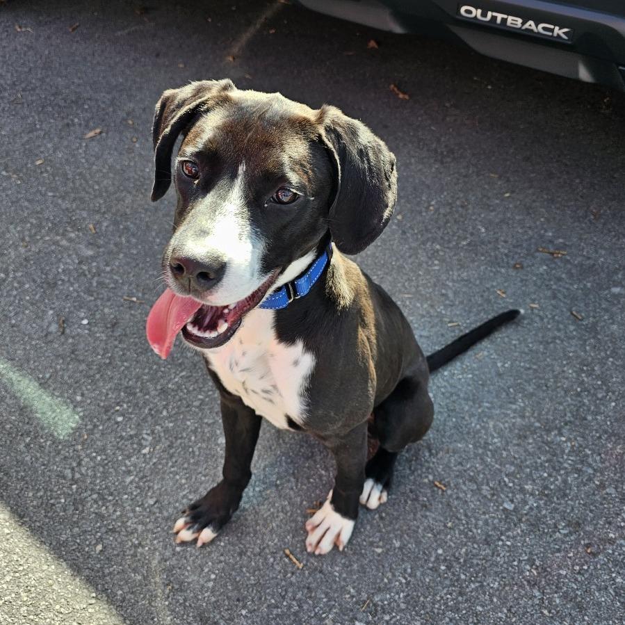 Enlarge Cosmo IV 26-002, a Adoptable mixed breed in Little Rock, AR image 4/6