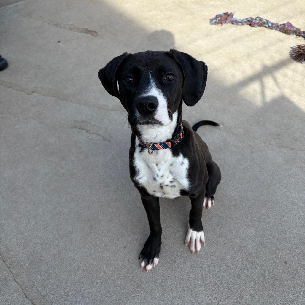 Enlarge Cosmo IV 26-002, a Adoptable mixed breed in Little Rock, AR image 5/6