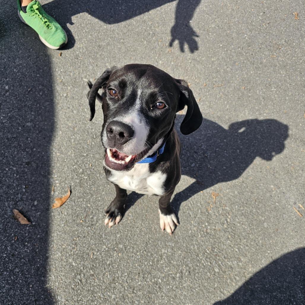 Enlarge Cosmo IV 26-002, a Adoptable mixed breed in Little Rock, AR image 6/6