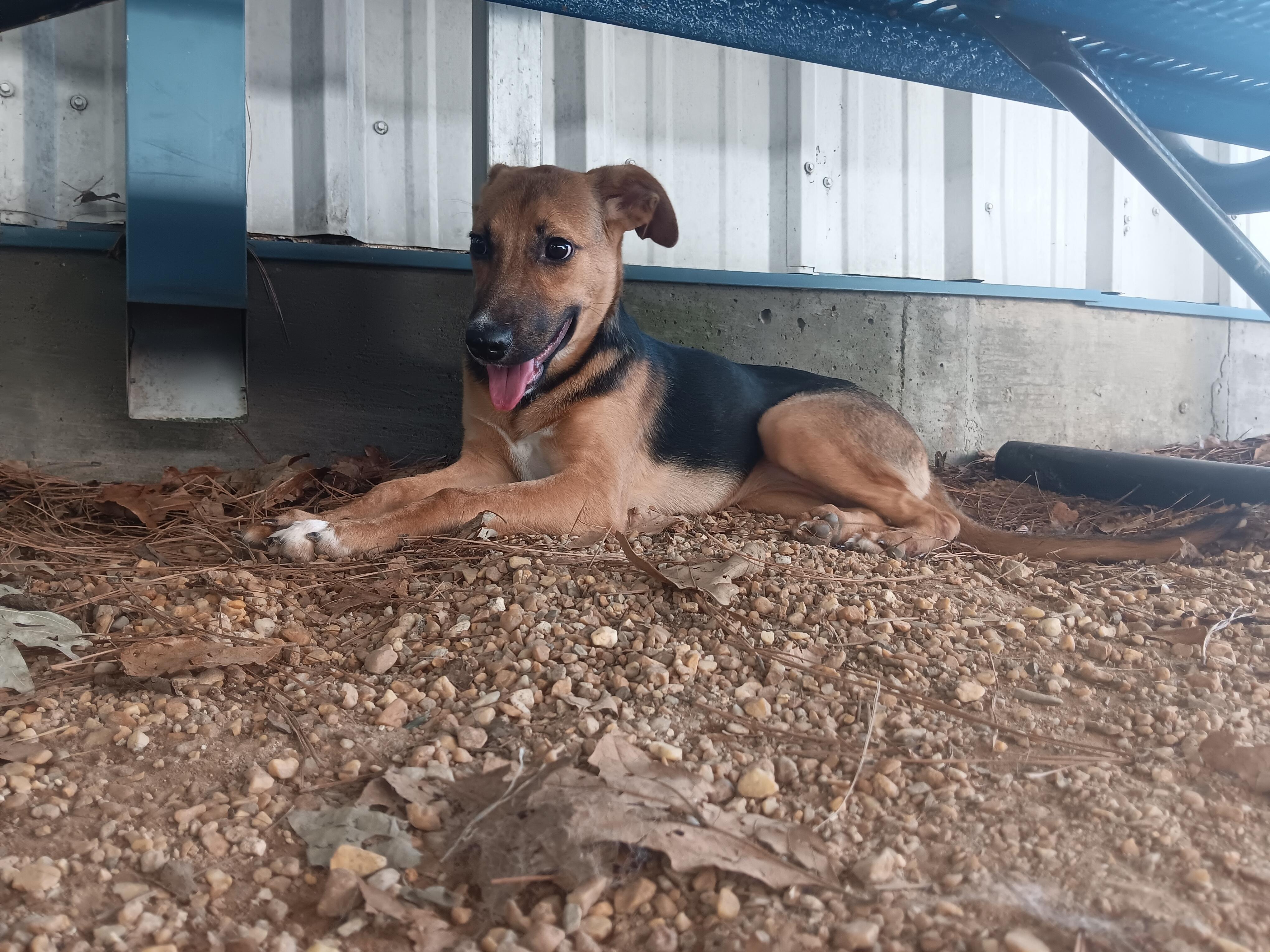 Emily, Adoptable, Young Female German Shepherd Dog.