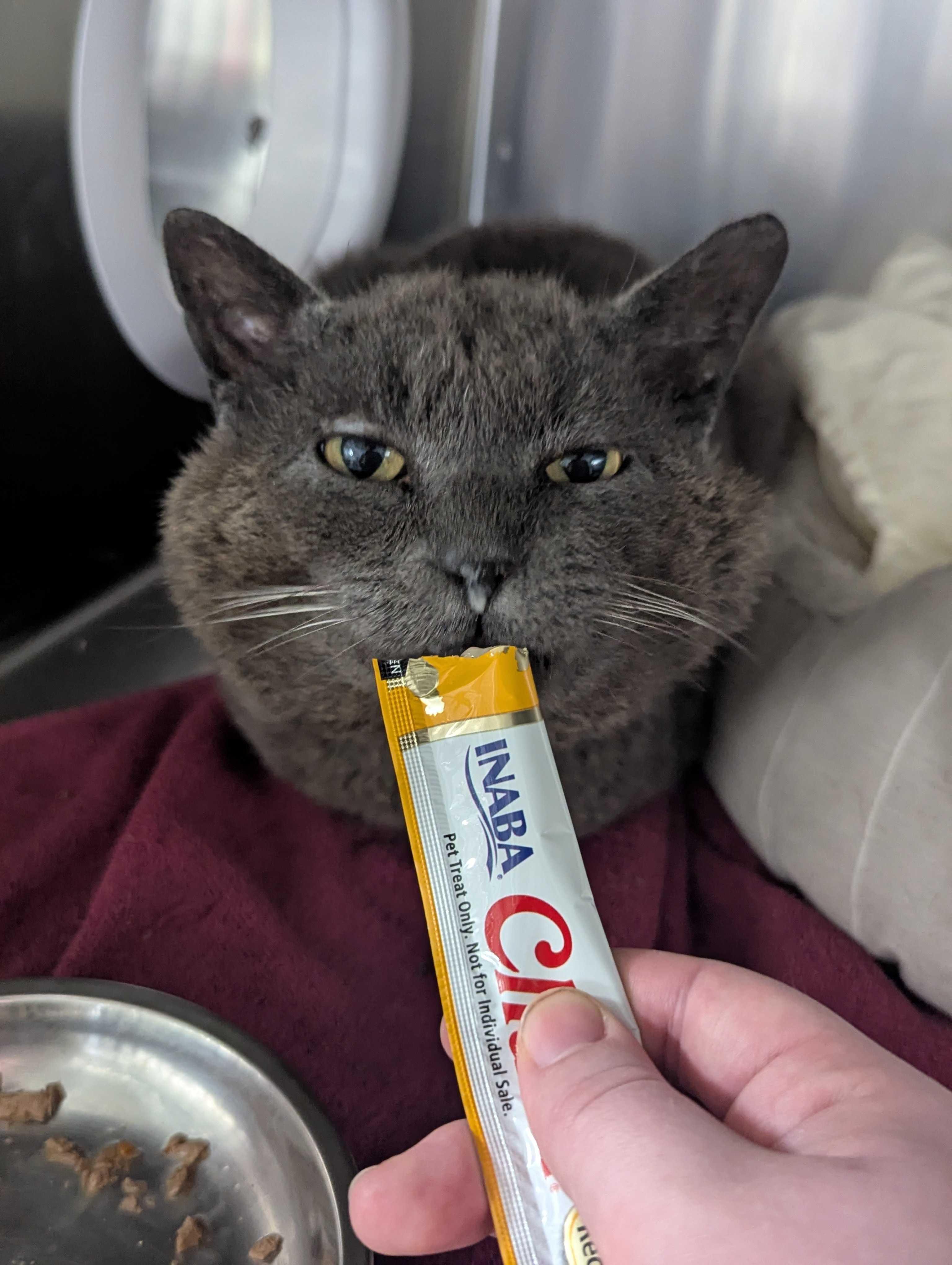 Benny, a Adoptable Domestic Short Hair in Waltham, MA image 1/2