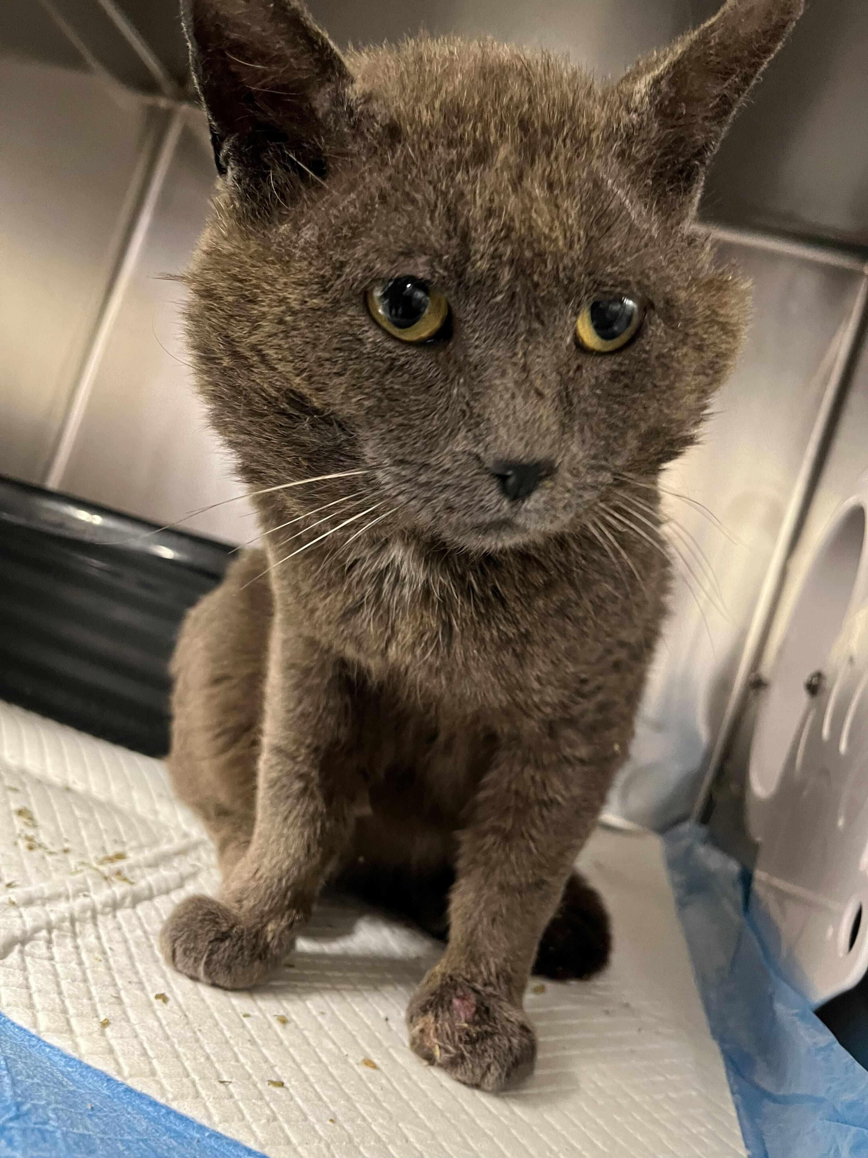 Benny, a Adoptable Domestic Short Hair in Waltham, MA image 2/2