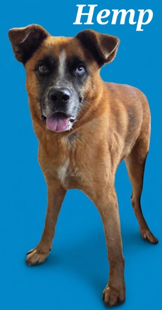 Hemp, Adoptable, Adult Male Cattle Dog & Mixed Breed.